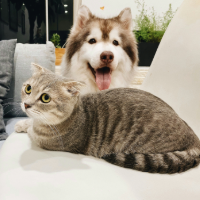 Perros y Gatos